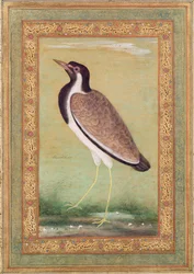 Czajka indyjska, ok. 1800