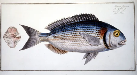 Talerz historii naturalnej: Leszcz Marca Eliesera Blocha Ichtyologie Paryż - Berlin - Londyn 1787.