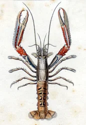 Płyta historii naturalnej: Langoustine według Marca Eliesera Blocha Ichtyologie Paryż - Berlin - Londyn 1787.