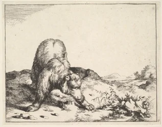 z Zestawu niedźwiedzi, ca. 1664.