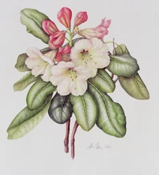 Rododendron (akwarela na papierze)
