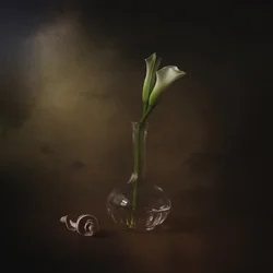 Eleganckie lilie calla
