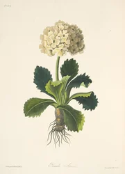 Auricula, z Floral Illustrations of the Seasons, wyd. 1829 (grawerowanie ręcznie kolorowane)