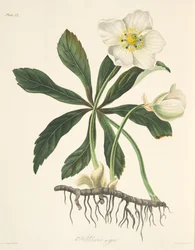 Ciemiernik czarny, czyli róża Bożego Narodzenia, z dzieła Ilustracje kwiatowe pór roku, wydano 1829