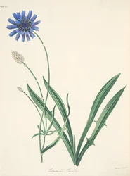 Blue Catananche, z Floral Illustrations of the Seasons, wyd. 1829 (grawerowanie ręcznie kolorowane)