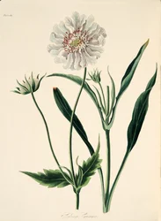 Świerzb kaukaski, z Floral Illustrations of the Seasons, wyd. 1829 (grawerowanie ręcznie kolorowane)