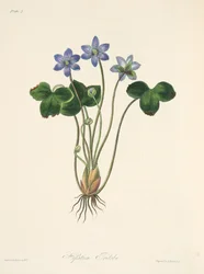 Common Blue Hepatica, z Floral Illustrations of the Seasons, wyd. 1829 (grawerowanie ręcznie kolorowane)