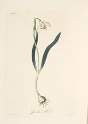 Przebiśnieg zwyczajny, z Floral Illustrations of the Seasons, wyd. 1829 (grawerowanie ręcznie kolorowane)
