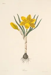 Pospolity żółty krokus, z Kwiatowych ilustracji pór roku, wyd. 1829 (grawerowanie ręcznie kolorowane)