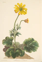 Anemone liściaste cyklamenu, z Floral Illustrations of the Seasons, wyd. 1829 (grawerowanie ręcznie kolorowane)