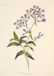 Lychnidea wczesna, z Floral Illustrations of the Seasons, wyd. 1829 (grawerowanie ręcznie kolorowane)