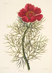 Piwonia drobnolistna, z Floral Illustrations of the Seasons, wyd. 1829 (grawerowanie ręcznie kolorowane)