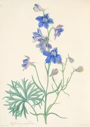 Great Flowered Larkspur, z Floral Illustrations of the Seasons, wyd. 1829 (grawerowanie ręcznie kolorowane)
