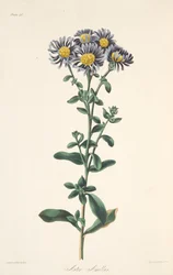 Aster włoski, z Floral Illustrations of the Seasons, wyd. 1829 (grawerowanie ręcznie kolorowane)