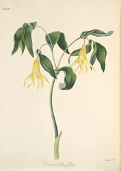 Wielkokwiatowy Bellwort, z Floral Illustrations of the Seasons, pub. 1829 (rycina ręcznie kolorowana)