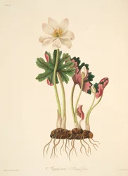 Krwawnica wielkokwiatowa, z Floral Illustrations of the Seasons, wyd. 1829 (grawerowanie ręcznie kolorowane)