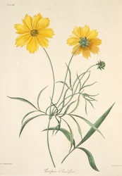 Duży Kwiecisty Tickseed, z Floral Illustrations of the Seasons, wyd. 1829 (grawerowanie ręcznie kolorowane)