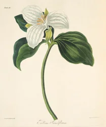 Trillium w dużych kwiatach, z Floral Illustrations of the Seasons, wyd. 1829 (grawerowanie ręcznie kolorowane)