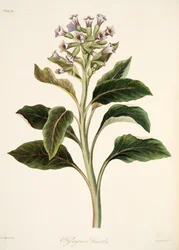 Oriental Hyoscyamus, z Floral Illustrations of the Seasons, pub. 1829 (rycina ręcznie kolorowana)