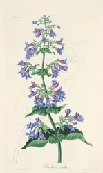 Penstemon o liściach jajowatych, z Floral Illustrations of the Seasons, wyd. 1829 (grawerowanie ręcznie kolorowane)