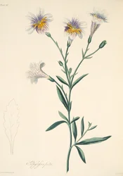 Malowane Salpiglossis, z Floral Illustrations of the Seasons, pub. 1829 (rycina ręcznie kolorowana)