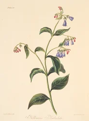 Miodnik panikowany, z Floral Illustrations of the Seasons, wyd. 1829 (grawerowanie ręcznie kolorowane)