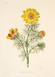 Wieloletnia Adonis, z Floral Illustrations of the Seasons, wyd. 1829 (grawerowanie ręcznie kolorowane)