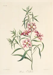 Ładna Clarkia, z Floral Illustrations of the Seasons, wyd. 1829 (grawerowanie ręcznie kolorowane)