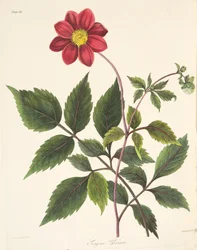 Red Dahlia, z Floral Illustrations of the Seasons, wyd. 1829 (grawerowanie ręcznie kolorowane)