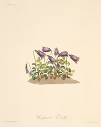 Russet Bell Flower, z Floral Illustrations of the Seasons, wyd. 1829 (grawerowanie ręcznie kolorowane)