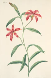 Lilia chińska w tym samym kolorze, z Floral Illustrations of the Seasons, wyd. 1829 (grawerowanie ręcznie kolorowane)