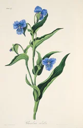 Błękitna Commelina, z Kwiatowych ilustracji pór roku, wyd. 1829 (grawerowanie ręcznie kolorowane)