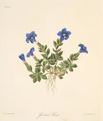 Wiosenna goryczka, z Floral Illustrations of the Seasons, wyd. 1829 (grawerowanie ręcznie kolorowane)