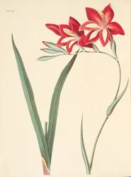 Znakomita flaga kukurydzy, z Floral Illustrations of the Seasons, wyd. 1829 (grawerowanie ręcznie kolorowane)