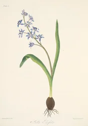 Cebula dwulistna, z Floral Illustrations of the Seasons, wyd. 1829 (grawerowanie ręcznie kolorowane)