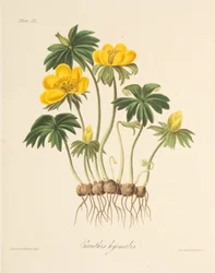 Winter Aconite, z Floral Illustrations of the Seasons, wyd. 1829 (grawerowanie ręcznie kolorowane)