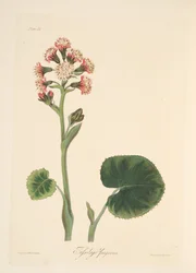 Winter Heliotrope, z Floral Illustrations of the Seasons, wyd. 1829 (grawerowanie ręcznie kolorowane)