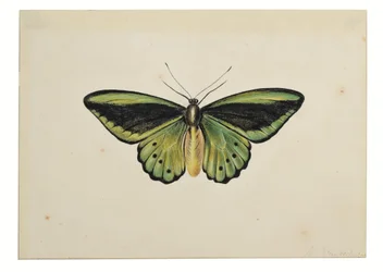 Motyl, zielonka pospolita (Ornithoptera priamus)