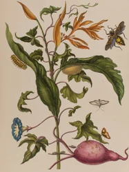 Ilustracja z 
