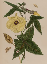Ilustracja z "Metamorphosis insectorum Surinamensium. Ofte Verandering der Surinaamsche Insecten", wydanej w 1705 r. (rycina kolorowana)