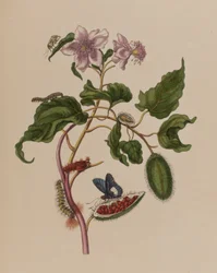 Ilustracja z 
