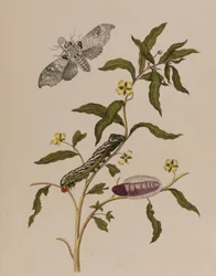 Ilustracja z 