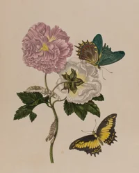 Ilustracja z 