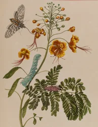 Ilustracja z 