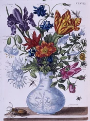 Chrząszcz i różne kwiaty - dess. Maria Sibylla Merian b.d. koniec XVIII wieku