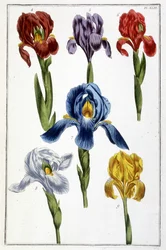 Iris - w „Ogólnej historii owadów Surinamu i całej Europy” Marii Sibylli de Merian, wyd. Desnos, Paryż