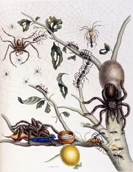 Różne pajęczaki z Ameryki Południowej, 1726