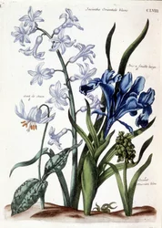 Biały hiacynt orientalny, tęczówka wielkolistna, ząb psa, duże niebieskie muscari - w „Ogólnej historii owadów Surinamu i całej Europy” Marii Sibylli de Merian, wyd. Desnos, Paryż