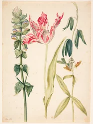 3 kwiaty, w centrum tulipan