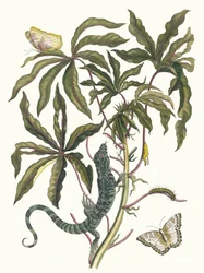 Cassave. Z Księgi Metamorphosis insectorum Surinamensium, 1705.
